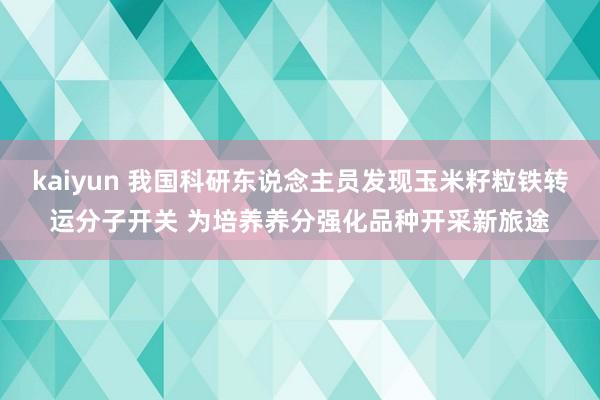 kaiyun 我国科研东说念主员发现玉米籽粒铁转运分子开关 为培养养分强化品种开采新旅途